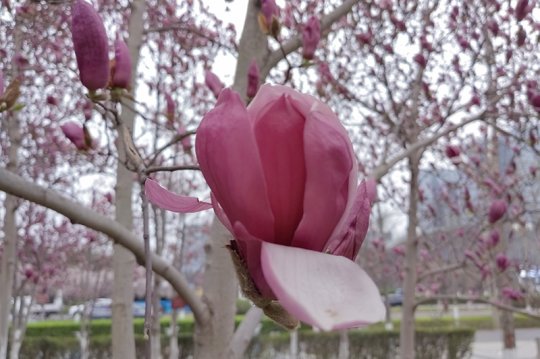 春暖花开